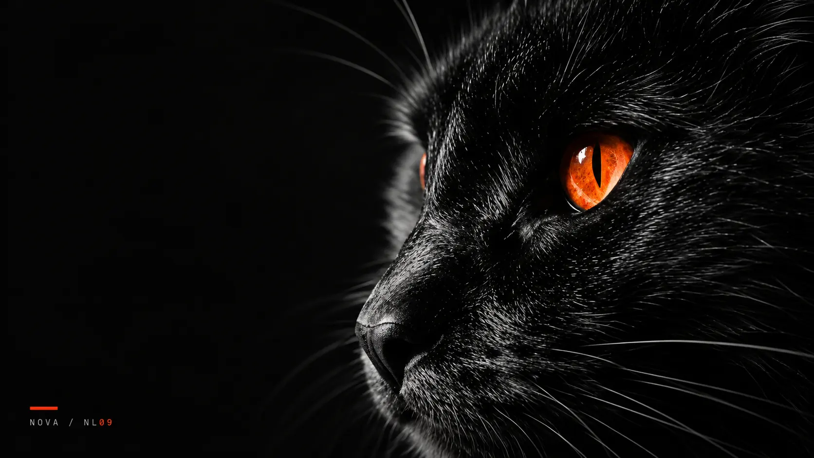 Black cat Nova in a dramatic high-contrast digital portrait with a vivid orange eye